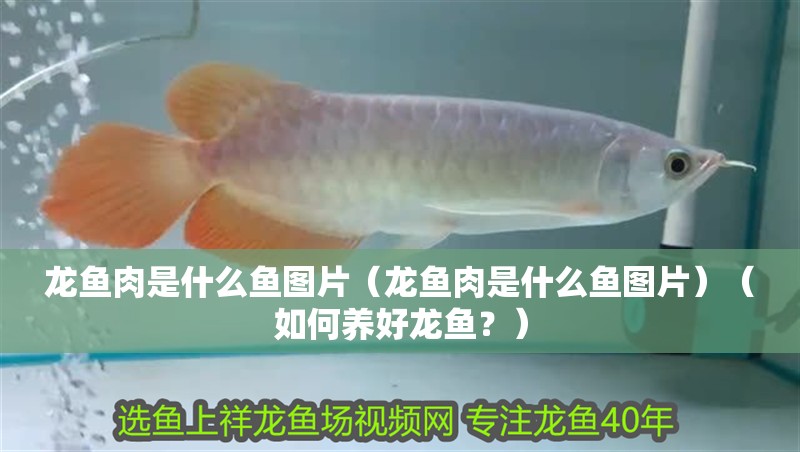 龍魚肉是什么魚圖片（龍魚肉是什么魚圖片）（如何養好龍魚？）
