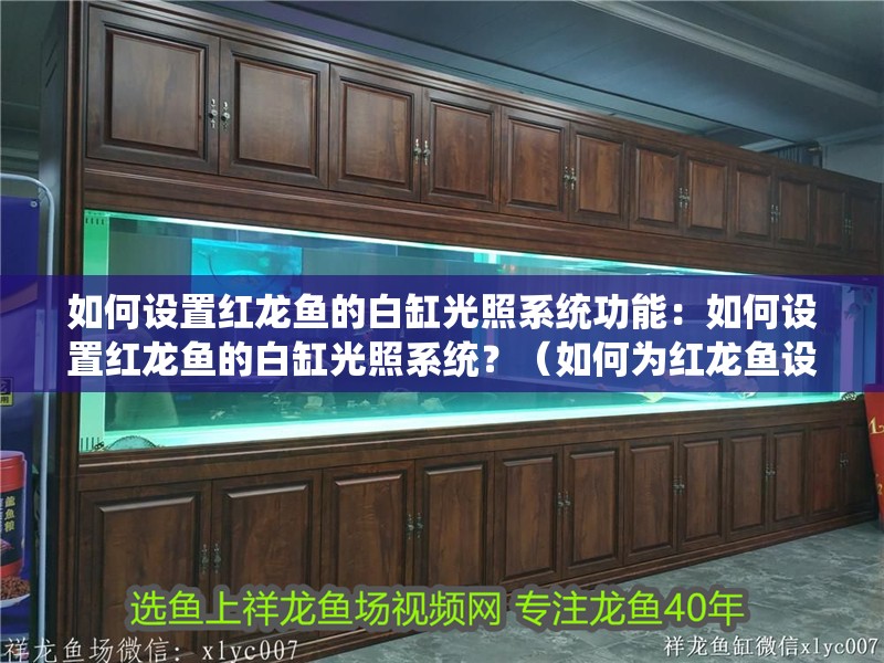 如何設置紅龍魚的白缸光照系統功能：如何設置紅龍魚的白缸光照系統？（如何為紅龍魚設置一個理想的白缸光照系統）
