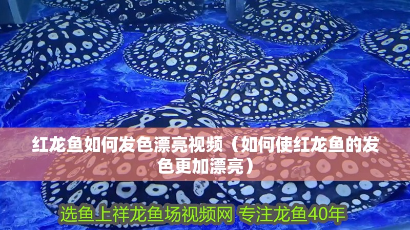 紅龍魚如何發(fā)色漂亮視頻（如何使紅龍魚的發(fā)色更加漂亮）