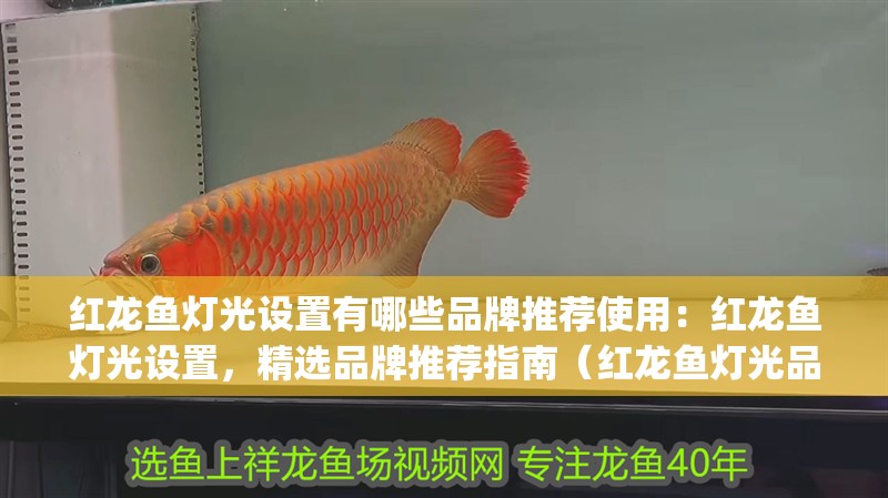 紅龍魚燈光設置有哪些品牌推薦使用：紅龍魚燈光設置，精選品牌推薦指南（紅龍魚燈光品牌推薦：紅龍魚燈光品牌推薦aqua-lum）