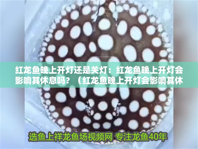 紅龍魚晚上開燈還是關燈：紅龍魚晚上開燈會影響其休息嗎？（紅龍魚晚上開燈會影響其休息嗎？）