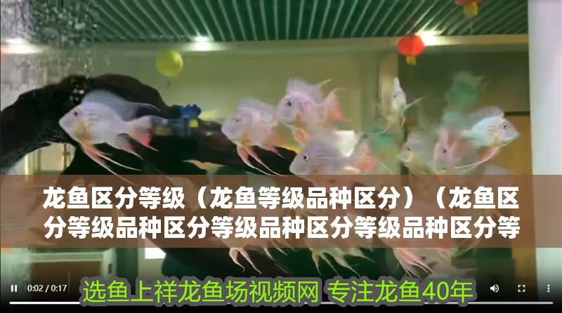 龍魚區分等級（龍魚等級品種區分）（龍魚區分等級品種區分等級品種區分等級品種區分等級）