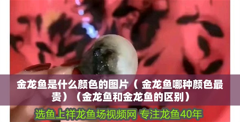 金龍魚是什么顏色的圖片（ 金龍魚哪種顏色最貴）（金龍魚和金龍魚的區別）