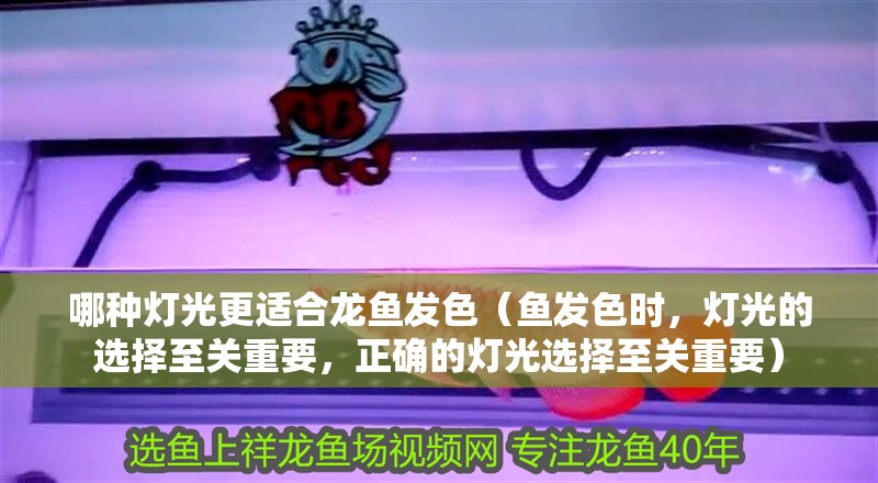 哪種燈光更適合龍魚發(fā)色（魚發(fā)色時，燈光的選擇至關(guān)重要，正確的燈光選擇至關(guān)重要）