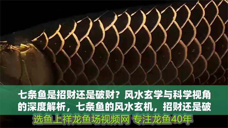 七條魚是招財還是破財？風(fēng)水玄學(xué)與科學(xué)視角的深度解析，七條魚的風(fēng)水玄機(jī)，招財還是破財？科學(xué)與玄學(xué)的雙重解讀