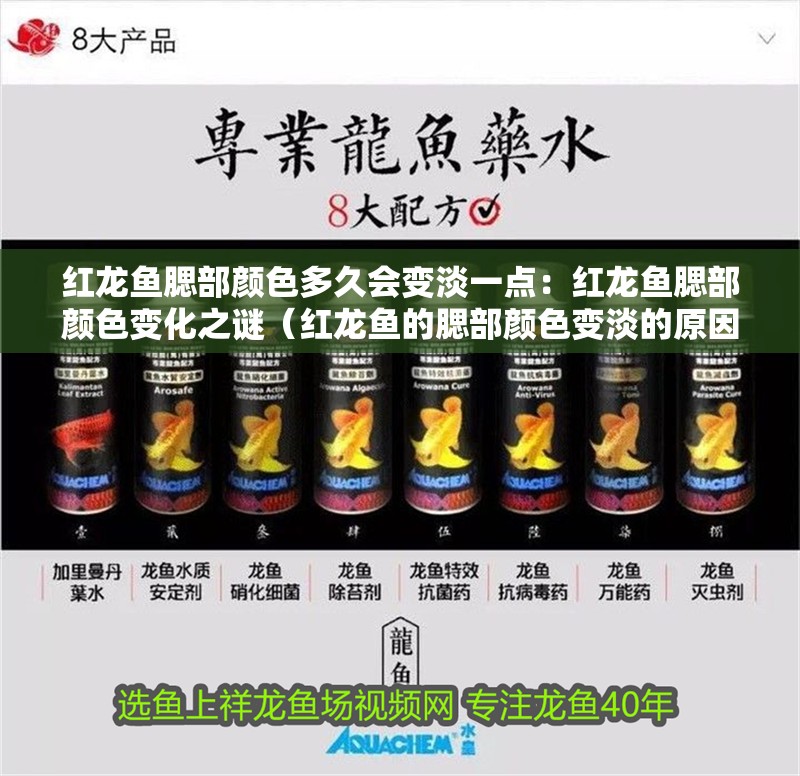 紅龍魚腮部顏色多久會(huì)變淡一點(diǎn)：紅龍魚腮部顏色變化之謎（紅龍魚的腮部顏色變淡的原因）