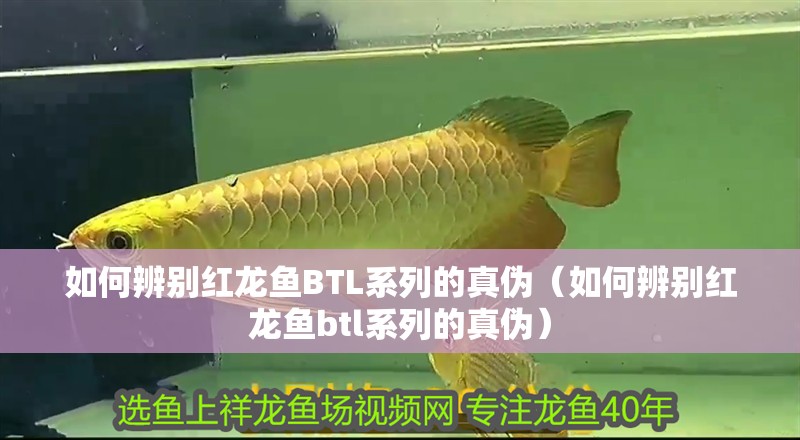 如何辨別紅龍魚BTL系列的真偽（如何辨別紅龍魚btl系列的真偽）