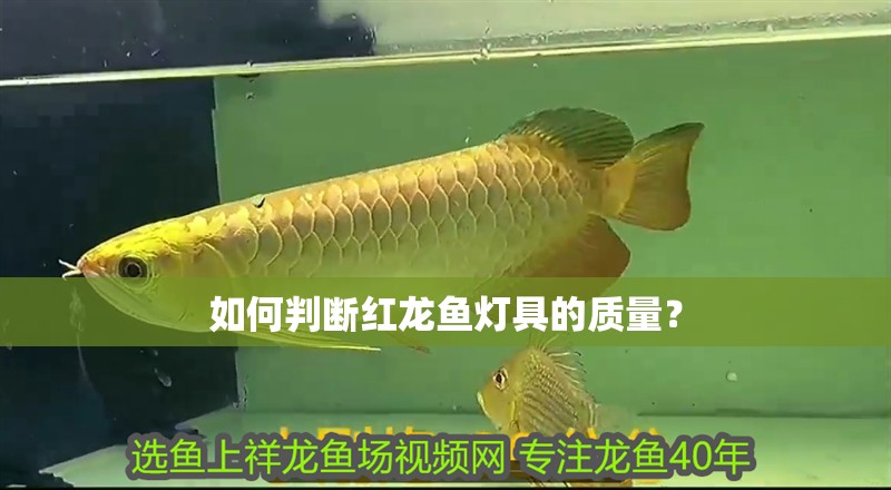 如何判斷紅龍魚燈具的質(zhì)量？