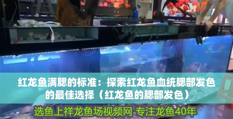 紅龍魚滿腮的標準：探索紅龍魚血統腮部發色的最佳選擇（紅龍魚的腮部發色）