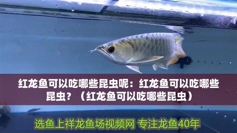 紅龍魚可以吃哪些昆蟲呢：紅龍魚可以吃哪些昆蟲？（紅龍魚可以吃哪些昆蟲）