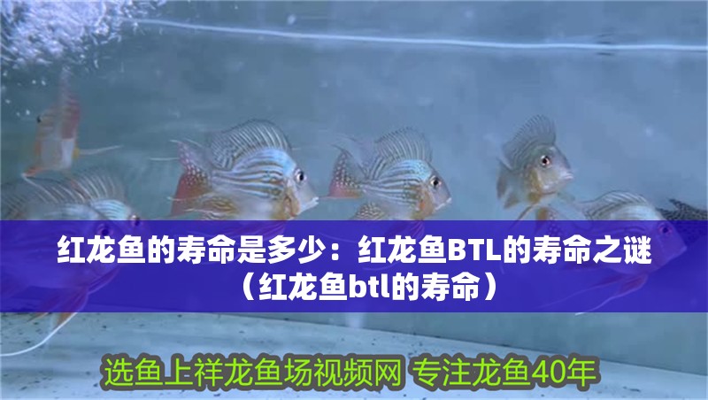 紅龍魚的壽命是多少：紅龍魚BTL的壽命之謎（紅龍魚btl的壽命）
