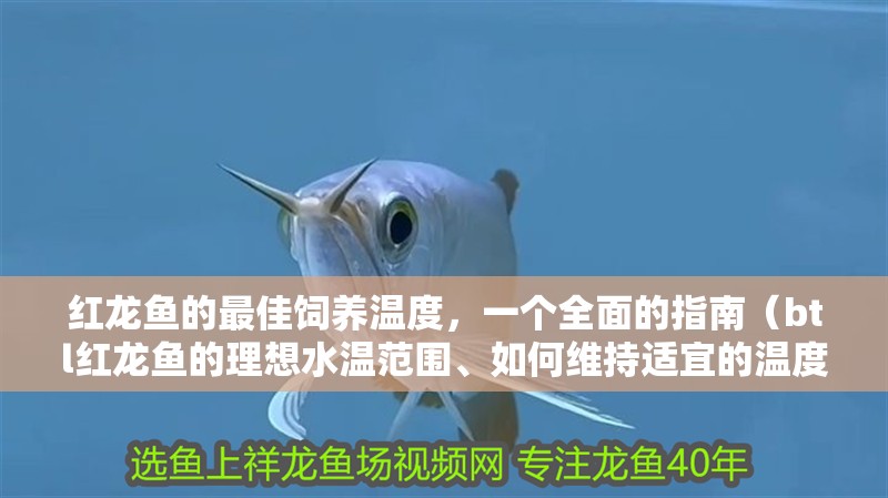 紅龍魚的最佳飼養溫度，一個全面的指南（btl紅龍魚的理想水溫范圍、如何維持適宜的溫度范圍）