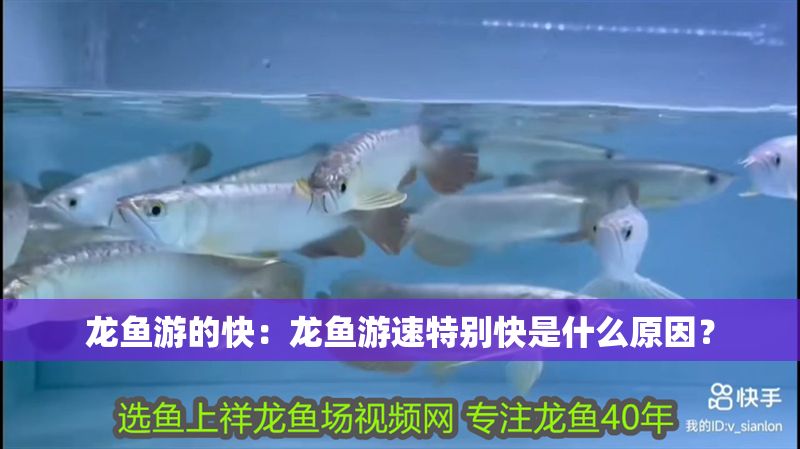 龍魚游的快：龍魚游速特別快是什么原因？