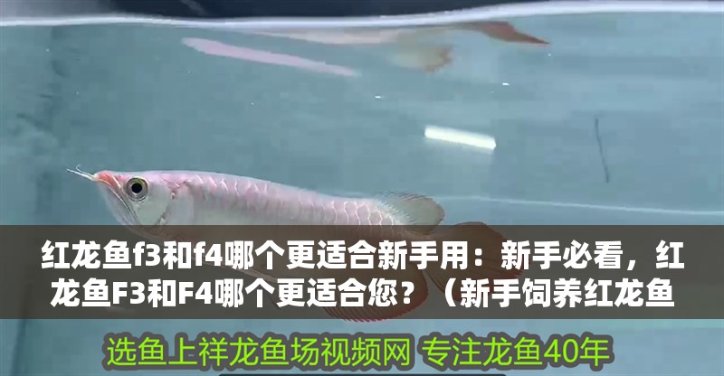 紅龍魚f3和f4哪個更適合新手用：新手必看，紅龍魚F3和F4哪個更適合您？（新手飼養(yǎng)紅龍魚f3和f4哪個更適合新手飼養(yǎng)紅龍魚）