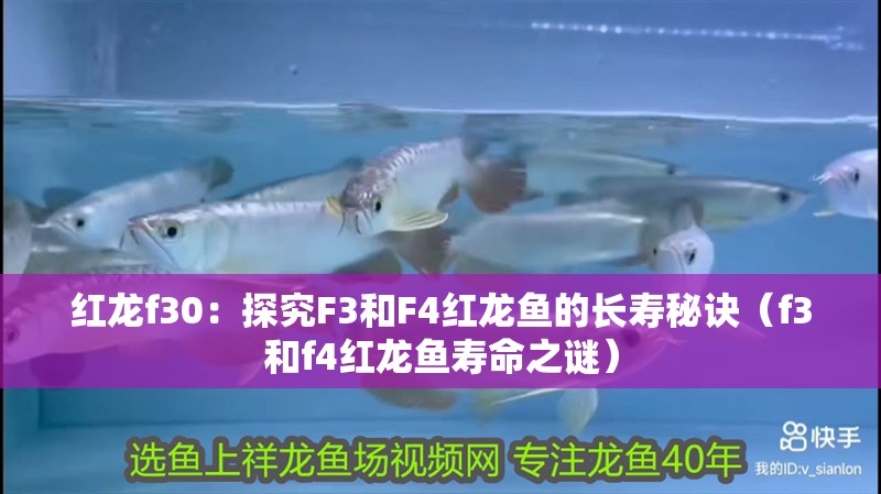 紅龍f30：探究F3和F4紅龍魚的長壽秘訣（f3和f4紅龍魚壽命之謎）