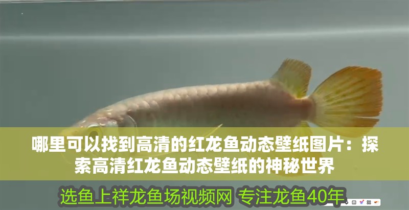 哪里可以找到高清的紅龍魚動態壁紙圖片：探索高清紅龍魚動態壁紙的神秘世界