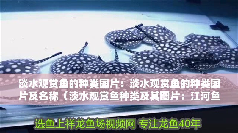 淡水觀賞魚的種類圖片：淡水觀賞魚的種類圖片及名稱（淡水觀賞魚種類及其圖片：江河魚種類及其圖片及其圖片）