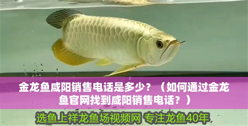 金龍魚咸陽銷售電話是多少？（如何通過金龍魚官網找到咸陽銷售電話？） 金龍魚咸陽銷售電話是多少？（如何通過金龍魚官網找到咸陽銷售電話？） 龍魚百科