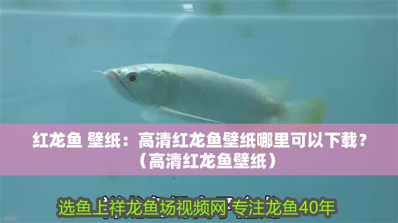 紅龍魚 壁紙：高清紅龍魚壁紙哪里可以下載？（高清紅龍魚壁紙）