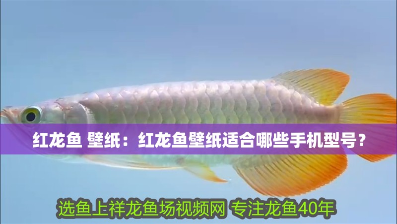 紅龍魚 壁紙：紅龍魚壁紙適合哪些手機(jī)型號(hào)？