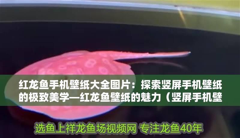 紅龍魚手機(jī)壁紙大全圖片：探索豎屏手機(jī)壁紙的極致美學(xué)—紅龍魚壁紙的魅力（豎屏手機(jī)壁紙的魅力，紅龍魚壁紙的設(shè)計(jì)理念到色彩搭配）