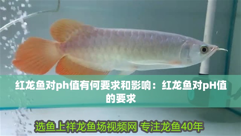 紅龍魚對ph值有何要求和影響：紅龍魚對pH值的要求