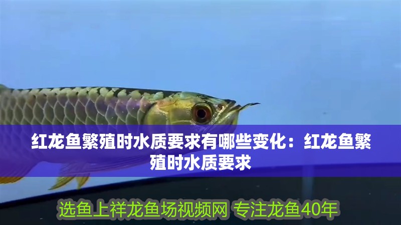 紅龍魚繁殖時水質要求有哪些變化：紅龍魚繁殖時水質要求