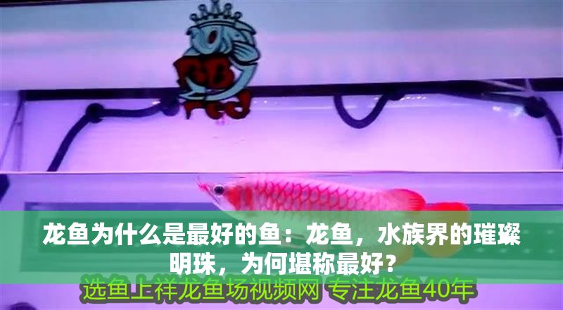 龍魚為什么是最好的魚：龍魚，水族界的璀璨明珠，為何堪稱最好？