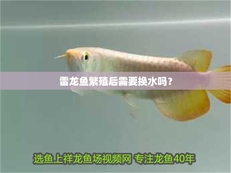 雷龍魚(yú)繁殖后需要換水嗎？