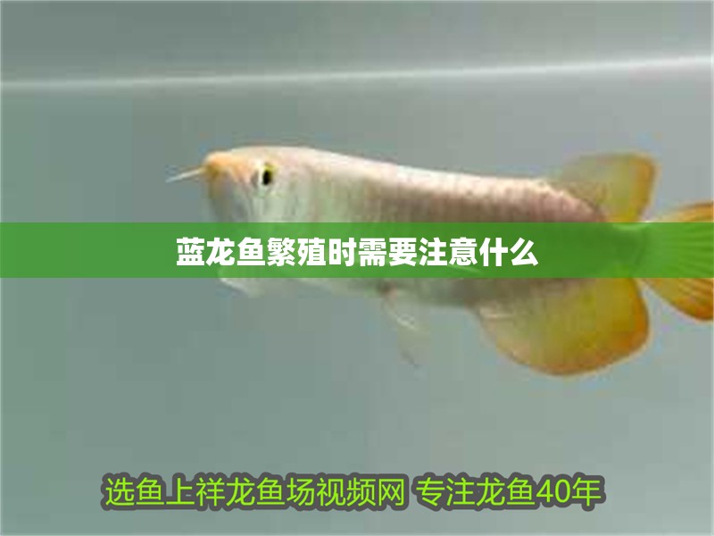 藍龍魚繁殖時需要注意什么 藍龍魚繁殖時需要注意什么 龍魚百科