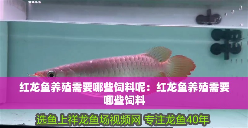 紅龍魚養(yǎng)殖需要哪些飼料呢：紅龍魚養(yǎng)殖需要哪些飼料