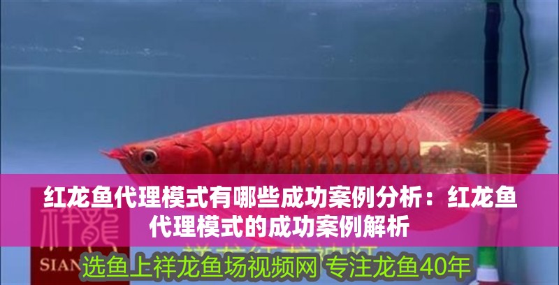 紅龍魚代理模式有哪些成功案例分析：紅龍魚代理模式的成功案例解析