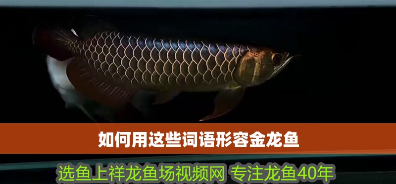 如何用這些詞語形容金龍魚 如何用這些詞語形容金龍魚 龍魚百科