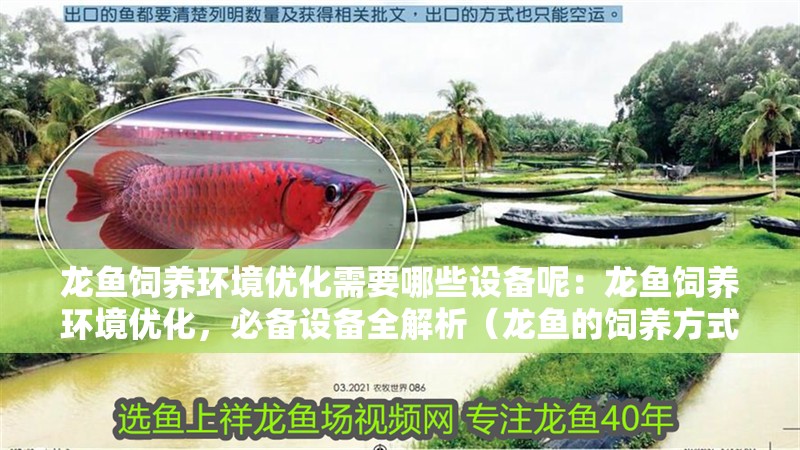 龍魚飼養環境優化需要哪些設備呢：龍魚飼養環境優化，必備設備全解析（龍魚的飼養方式）
