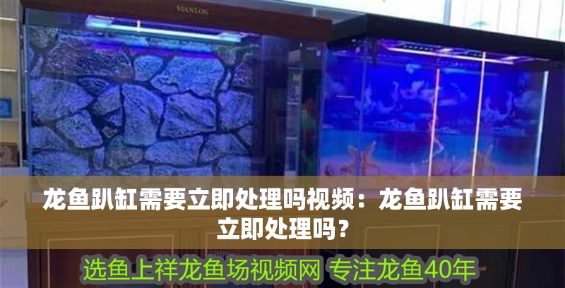 龍魚趴缸需要立即處理嗎視頻：龍魚趴缸需要立即處理嗎？