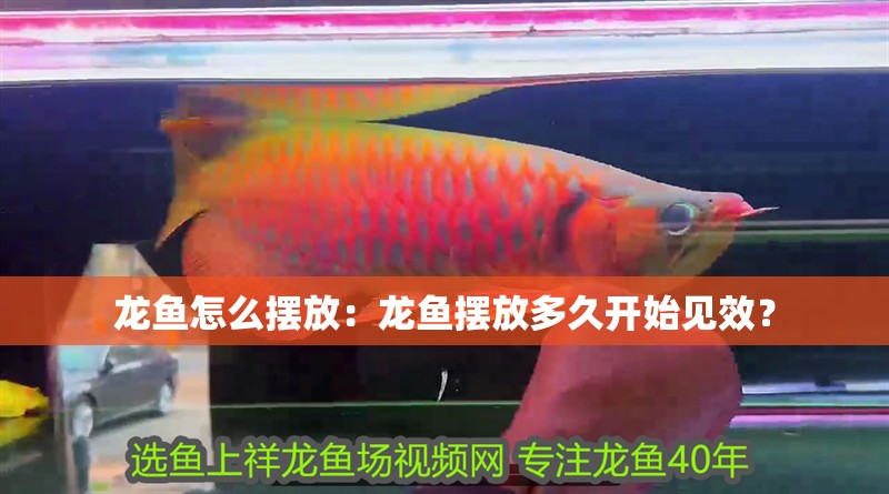 龍魚怎么擺放：龍魚擺放多久開始見效？