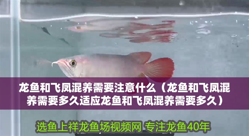 龍魚和飛鳳混養需要注意什么（龍魚和飛鳳混養需要多久適應龍魚和飛鳳混養需要多久） 龍魚和飛鳳混養需要注意什么（龍魚和飛鳳混養需要多久適應龍魚和飛鳳混養需要多久） 龍魚百科