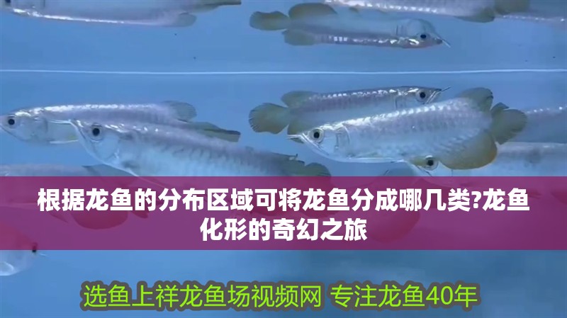 根據龍魚的分布區域可將龍魚分成哪幾類?龍魚化形的奇幻之旅