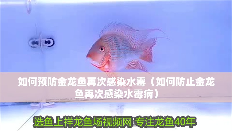 如何預(yù)防金龍魚再次感染水霉（如何防止金龍魚再次感染水霉病）