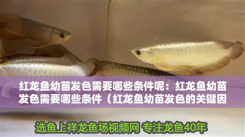 紅龍魚幼苗發色需要哪些條件呢：紅龍魚幼苗發色需要哪些條件（紅龍魚幼苗發色的關鍵因素）