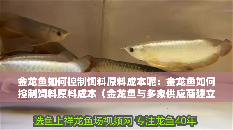 金龍魚如何控制飼料原料成本呢：金龍魚如何控制飼料原料成本（金龍魚與多家供應商建立了一套嚴格的供應商評估體系）