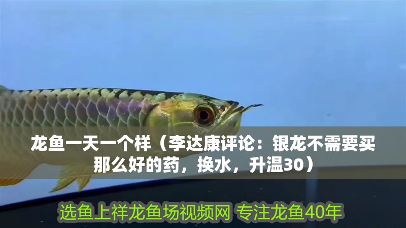 龍魚一天一個樣（李達康評論：銀龍不需要買那么好的藥，換水，升溫30）
