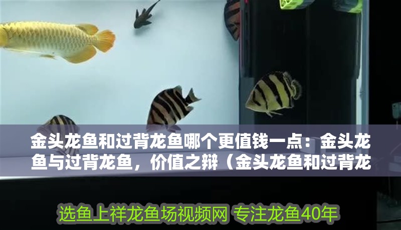 金頭龍魚和過背龍魚哪個更值錢一點：金頭龍魚與過背龍魚，價值之辯（金頭龍魚和過背龍魚哪個更值錢）