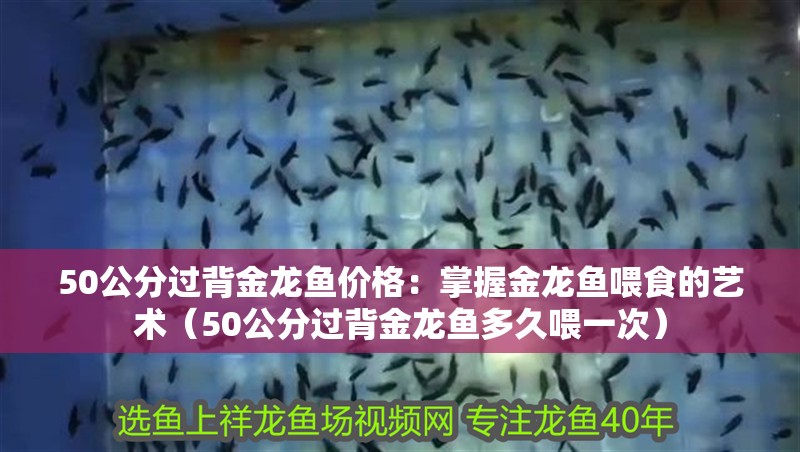 50公分過背金龍魚價格：掌握金龍魚喂食的藝術（50公分過背金龍魚多久喂一次）