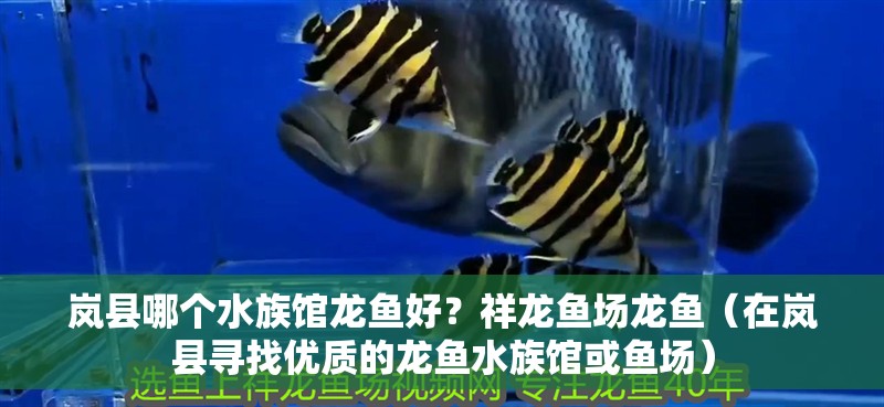 嵐縣哪個水族館龍魚好？祥龍魚場龍魚（在嵐縣尋找優(yōu)質(zhì)的龍魚水族館或魚場）