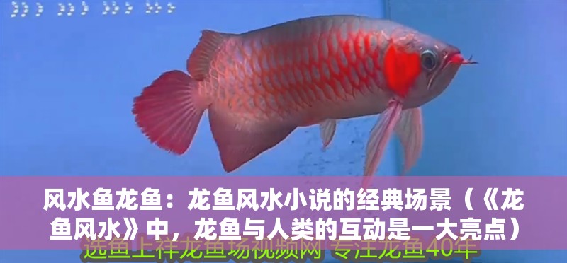 風(fēng)水魚(yú)龍魚(yú)：龍魚(yú)風(fēng)水小說(shuō)的經(jīng)典場(chǎng)景（《龍魚(yú)風(fēng)水》中，龍魚(yú)與人類的互動(dòng)是一大亮點(diǎn)）