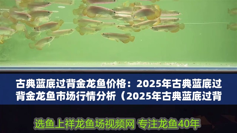古典藍(lán)底過(guò)背金龍魚(yú)價(jià)格：2025年古典藍(lán)底過(guò)背金龍魚(yú)市場(chǎng)行情分析（2025年古典藍(lán)底過(guò)背金龍魚(yú)市場(chǎng)行情分析：古典藍(lán)底過(guò)背金龍魚(yú)）