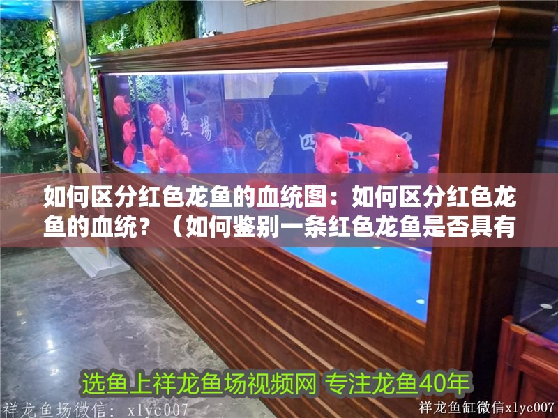 如何區分紅色龍魚的血統圖：如何區分紅色龍魚的血統？（如何鑒別一條紅色龍魚是否具有高貴的血統）