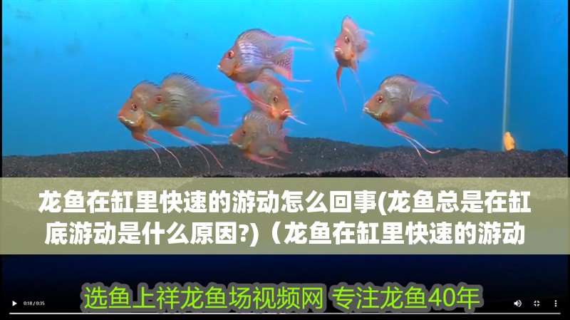 龍魚在缸里快速的游動怎么回事(龍魚總是在缸底游動是什么原因?)（龍魚在缸里快速的游動怎么回事）