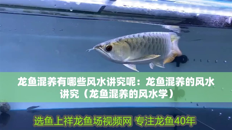 龍魚混養有哪些風水講究呢：龍魚混養的風水講究（龍魚混養的風水學）
